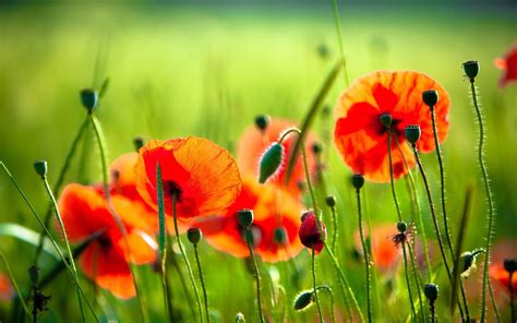 Poppy Flower Wallpapers - Top Free Poppy Flower Backgrounds ...