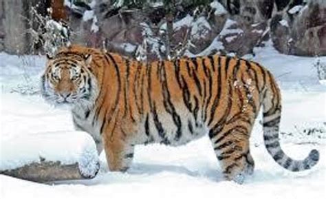 10 Interesting Siberian Tiger Facts | My Interesting Facts