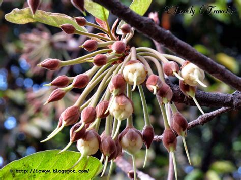 Mohua ful (মহুয়া ফুল) - Madhuca longifolia