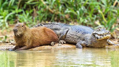 Crocodiles Don't Really Ever Prey On Capybaras | Friendliest Animals ...