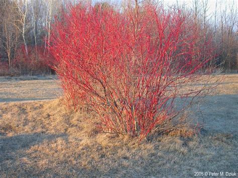 Red-osier Dogwood (Cornus sericea) – Cowling Arboretum – Carleton College