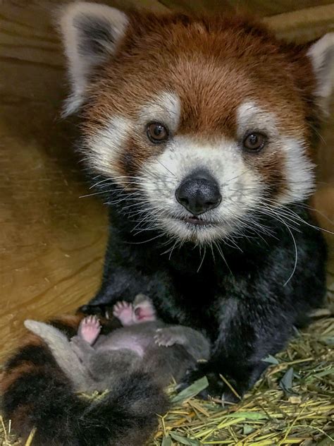 ‘Adorable and perfect’ red panda cub born at zoo - Jersey Evening Post