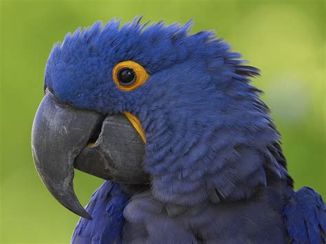 blue macaw bird : Biological Science Picture Directory – Pulpbits.net