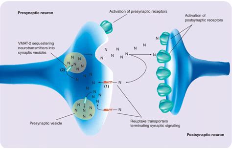 Neuronal synapse depicting release of monoamine neurotransmitter with ...