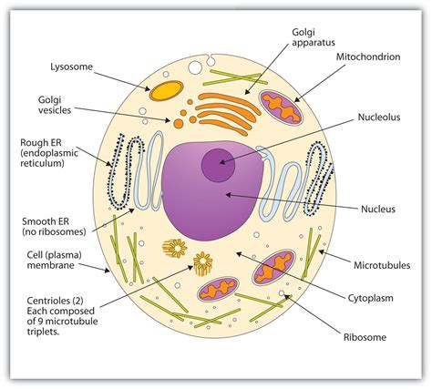 structures shown here will seldom all be found in a single animal cell ...