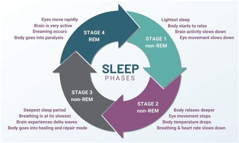 Sleep Cycle: What Is REM Sleep? - Pure Hemp Botanicals