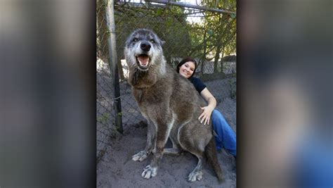 Photo of giant wolf dog at Florida sanctuary goes viral - WSVN 7News ...