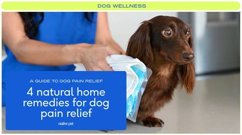 4 Home Remedies for Dog Pain Relief - YouTube