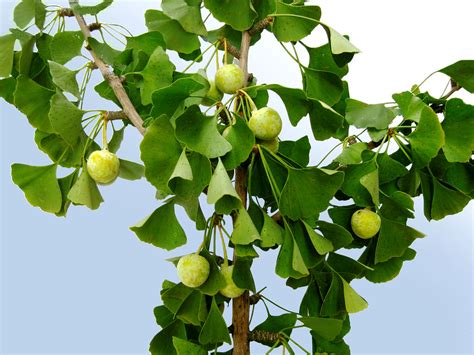 Ginkgo biloba - Maidenhair Tree unripe fruit and branches | Flickr