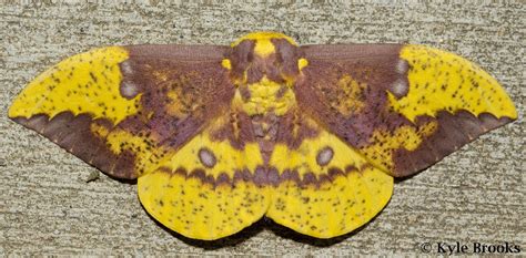 On the Subject of Nature: Imperial Moth