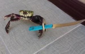 Create meme "crab meme, a crab with a knife meme, crab killer ...