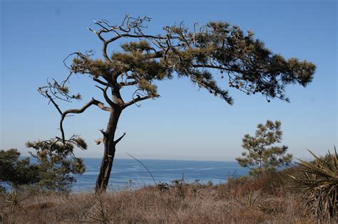 Torrey Pine Tree: The Ultimate Guide | Install-It-Direct