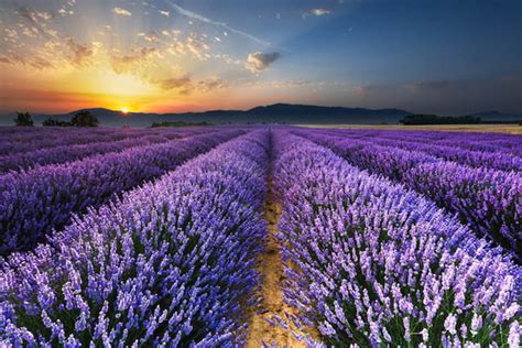 Magnificent Photography of Lavender Fields - Design Swan