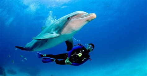 A diver didn't understand what the dolphin wanted until it grabbed his ...