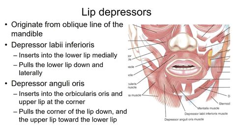 Muscles Of Lips | Lipstutorial.org