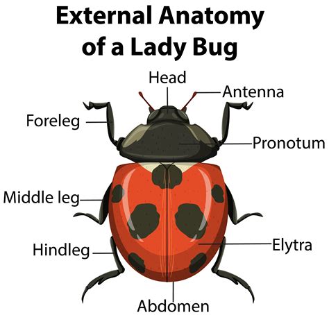 External Anatomy of Lady Bug on white background 1426705 Vector Art at ...