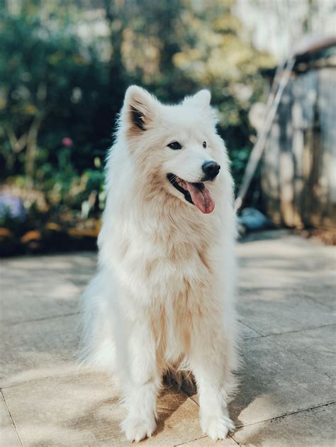 long-coated white dog photo – Free Dog Image on Unsplash