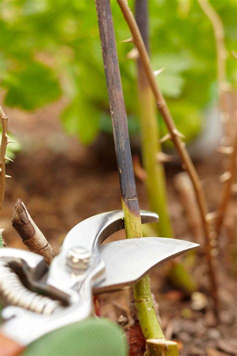 Tips for Pruning Roses | Better Homes & Gardens