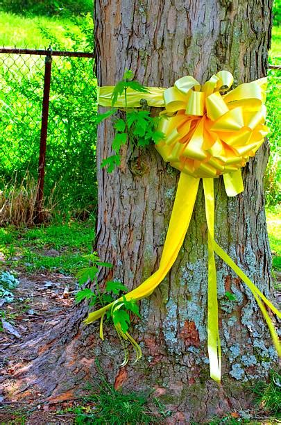 Best Yellow Ribbon Tree Stock Photos, Pictures & Royalty-Free Images ...