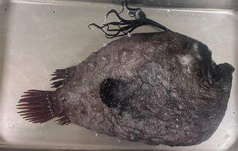 Ghoulish footballfish makes rare appearance on Orange County beach — on ...