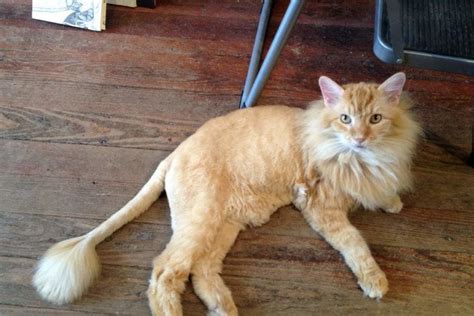 Splendid Pets: Cat That Looks Like a Lion | by In NewsWeekly | Medium