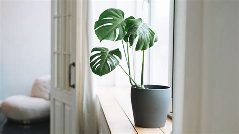 21 Simple Houseplants For Minimalists