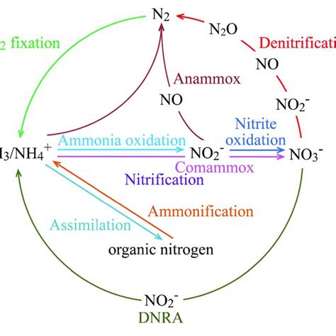 Heterotrophic Nitrification – when ammonia oxidation is achieved by ...