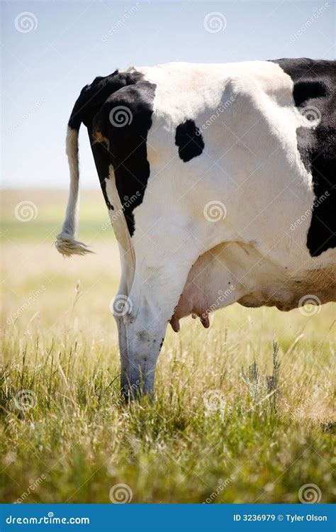 Cow Udder Royalty Free Stock Images - Image: 3236979