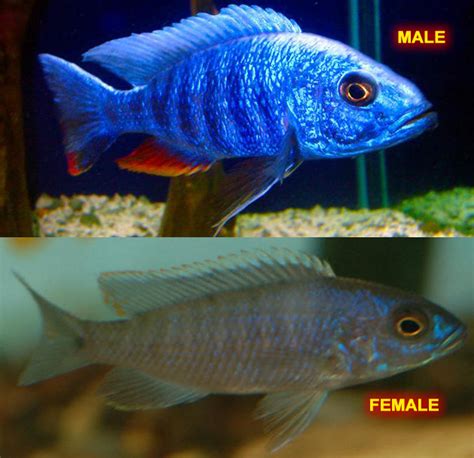 Electric Blue Cichlid Male Female.fw | Aquarium Fish Paradise – Adelaide SA