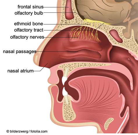 Nanoparticles and the olfactory mucous membrane – Wissensplattform ...