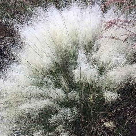 White Cloud Muhly Grass — PlantingTree.com