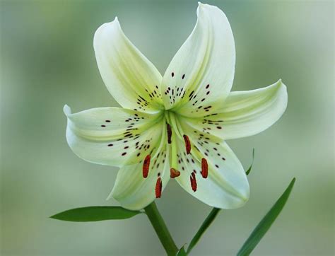 White Tiger Lily Photograph by Sandy Keeton - Fine Art America