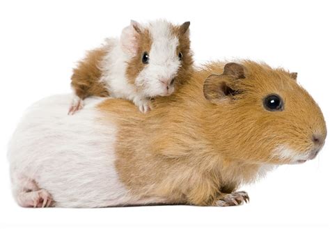 Your Baby Guinea Pig - What To Expect And How To Look After Them