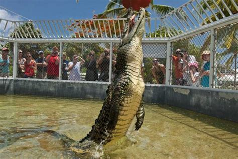 Cayman Crocodile Encounter