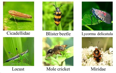 | Some samples of the crop pest dataset. | Download Scientific Diagram