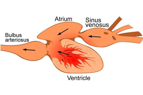 Two & Three Chambered Hearts: How Do They Work? » ScienceABC