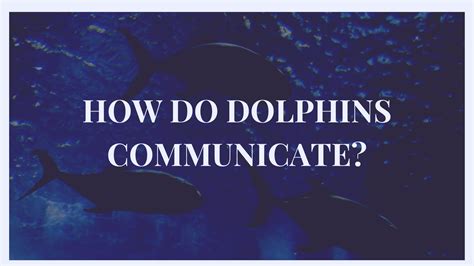 How Do Dolphins Communicate?