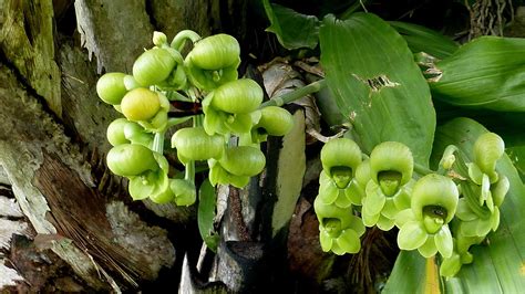 Catasetum Orchids: Care guide for the Catasetum Orchid plant