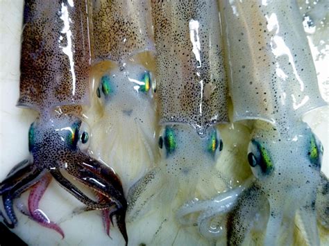 Caribbean Reef Squid – "OCEAN TREASURES" Memorial Library