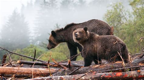 Grizzly Bears – Your Connection to Wildlife