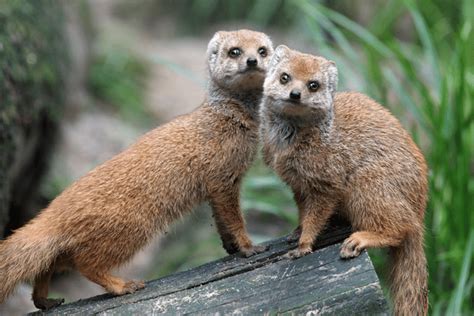 Discovering Mongoose Secrets: Behavior and Habitat - Wildlife Blogging