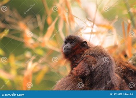 Red titi baby monkey stock photo. Image of tiny, wilderness - 14315502