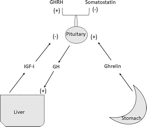 Physiologic regulation of growth hormone secretion. Abbreviations: GH ...