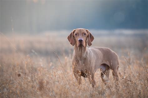 Gun Dog Hall of Fame: The 20 Best Hunting Breeds to Hit the Field ⋆ ...