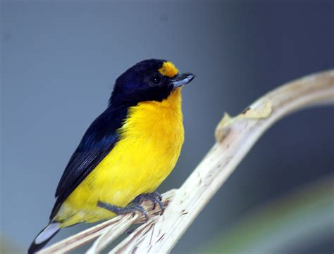 Euphonia | Euphonias are members of the genus Euphonia, a gr… | Flickr