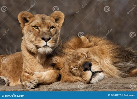 Two Old Lion Friends stock image. Image of predator, natural - 34349077