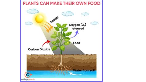 What is Autotrophic Nutrition: Definitions, Examples, History ...