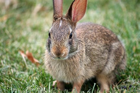 Islington Bunny Cafe sparks massive backlash amid fears rabbits will ...