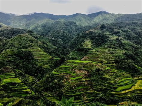 The cheapest and easiest way to see Philippines Ifugao rice terraces ...