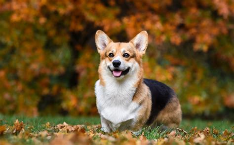 The Corgi Care Guide: Personality, History, Food, Training, and More